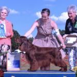 HUDSON
Multiple Res. BESTS IN SHOW
Pictured here winning a Sporting Group First under the notable Ms. Michele Billings
#1 Field Spaniel 2012